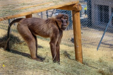 Do ZOO Bratislava prišli prvé dželady. Nový výbeh ponúka výhľad, aký v meste inde nenájdete
